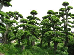2012年广西香樟树市场价格评析