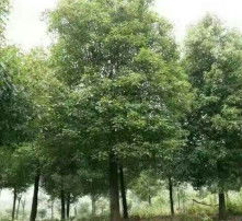 香樟 一年四季皆风景的高清回忆