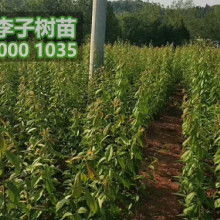 香樟树 静默在城市边缘的诗意